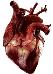 heart